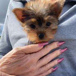Pomeranian and Yorkshire Terrier Puppies from Chasing Rainbows Yorkies