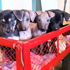 Xoloitzcuintli puppies from Bakari