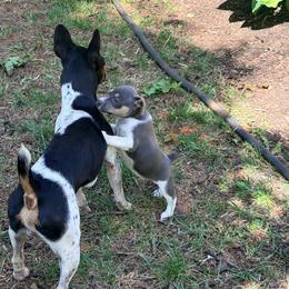 Girl 3 - Blue white and tan female Rat Terrier puppy in Marshall, North Carolina from Meadows Rat Terrier