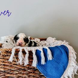 River Orange Collar - Merle male Sheepadoodle puppy in Republic, Missouri from DOOD & Co