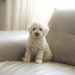 Dove - Parti female Goldendoodle puppy in Vancouver, Washington from Blissful Doodles