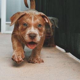 American Bully puppies from Asquare Bully Kennel