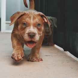 American Bully puppies from Asquare Bully Kennel