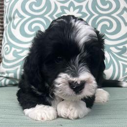 Boy 2 - Black and white male Aussiedoodle puppy in Scottsboro, Alabama from Lisa’s Curly Puppies