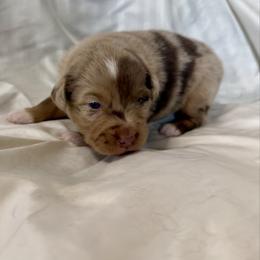 Sriracha - Red merle male Toy Australian Shepherd puppy in Medical Lake, Washington from MAS Gone Rogue