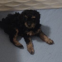 Blackberry - Phantom male Poodle puppy in East Providence, Rhode Island from Marta's Cavaliers