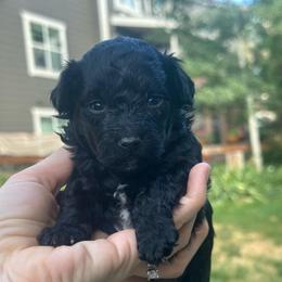 Jasmine - Black female Havapoo puppy in Aurora, Colorado from Miroslava's Puppies