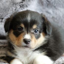 Ritz - Black and tan female Pembroke Welsh Corgi puppy in California City, California from PiffNPuffcorgis