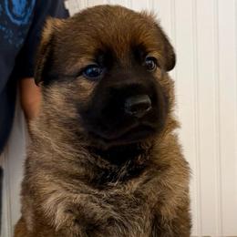 Purple collar female - Sable female German Shepherd puppy in Terrell, Texas from Von Brodek Kennels