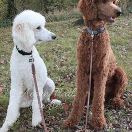 Poodle All Grown Up from Acorn Trail Poodles Oklahoma