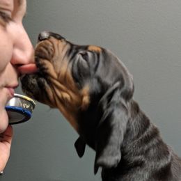Black and Tan Coonhound and Bracco Italiano Puppies from Old Soul Black & Tan Coonhounds