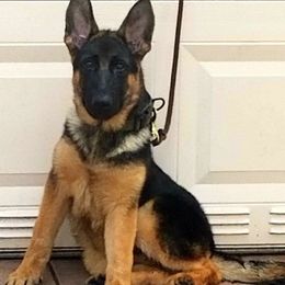 German Shepherd Puppies from Vom Furstenhund