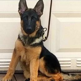 German Shepherd Puppies from Vom Furstenhund