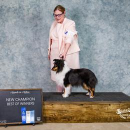 Dolly - Shetland Sheepdog