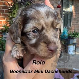 Rolo - Dapple male Dachshund puppy in Lexington, Oklahoma from BooneDox Miniature Dachshunds