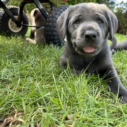 Dilute Retriever and Labrador Retriever Puppies from South Shore Labradors