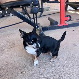 Petunia - Chihuahua
