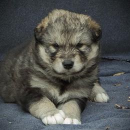 Vesper - Agouti and white female Alaskan Malamute puppy in Michigan from Warrior’s Legacy Alaskan Malamutes