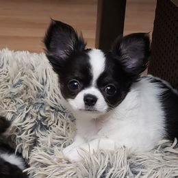 Chihuahua Puppies from Toyville Chihuahuas