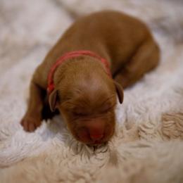 Camambert - Golden male Golden Retriever puppy in Dayton, Minnesota from Akoya Kennels