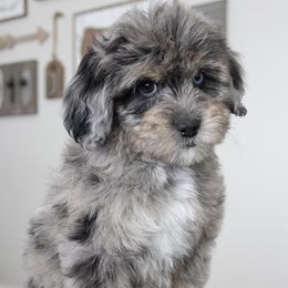 Assorted Doodle Crosses, Bernedoodles, Double Doodles, Goldendoodles, Labradoodles, and Whoodles from Our Little Farm Life Doodles