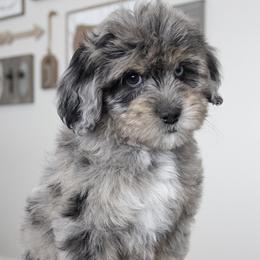 Assorted Doodle Crosses, Bernedoodles, Double Doodles, Goldendoodles, Labradoodles, and Whoodles from Our Little Farm Life Doodles