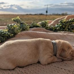 Dilute Retriever and Labrador Retriever Puppies from LC Hunting Labs, LLC.