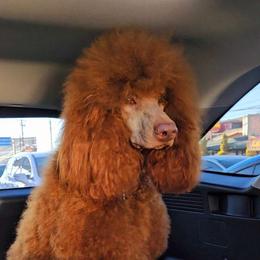 Scarlett - Poodle