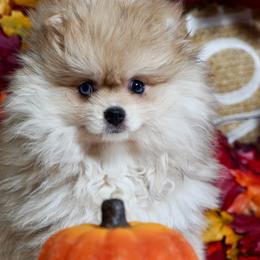 Fawny - Lavender female Pomeranian puppy in Santa Clarita, California from Hollywood Mini Pets