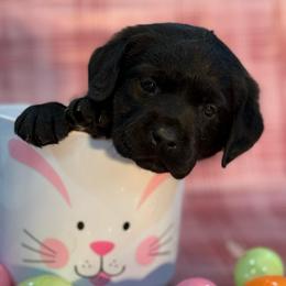 Lisa - Black female Labrador Retriever puppy in Isle, Minnesota from Dog Ear Outfitters