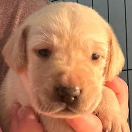 Jasper - Yellow male Labrador Retriever puppy in Rock Hill, South Carolina from North Star Retrievers