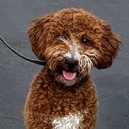 Zoey - Goldendoodle