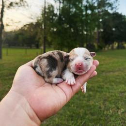 Hugo - Red merle and white male American Corgi puppy in Inverness, Florida from Canaan Farm Corgis