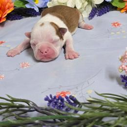 Red Boy - Red male Boston Terrier puppy in San Antonio, Texas from JT Bostons
