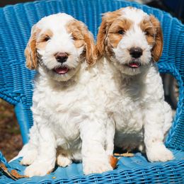 Goldendoodle Puppies from Cottage Falls Goldendoodles