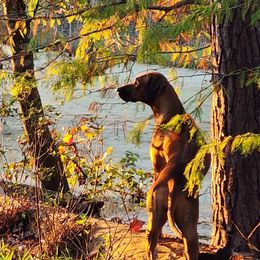 Rhodesian Ridgebacks from Kengali Rhodesian Ridgebacks