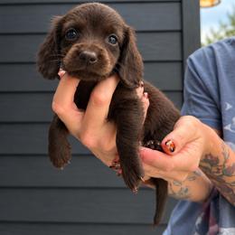 Honor - Dapple male Dachshund puppy in Hermiston, Oregon from The Wanderin’ Doxie
