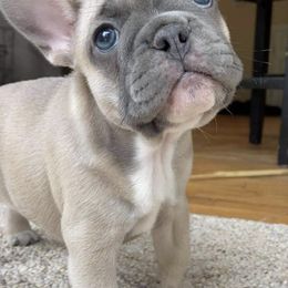 French Bulldogs from Sweetheart French Bulldogs