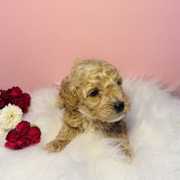 Sunny - Cream female Poodle puppy in Ohio from Moore Poodles