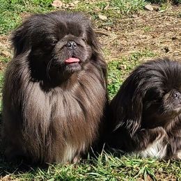 Pekingese from Brick House Bulldogs and Posh Pekingese