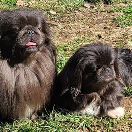Pekingese from Brick House Bulldogs and Posh Pekingese