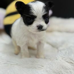 Hook - Black and white male Chihuahua puppy in Lee Center, New York from Alfheim-Andromeda Chihuahua's (A &A's)