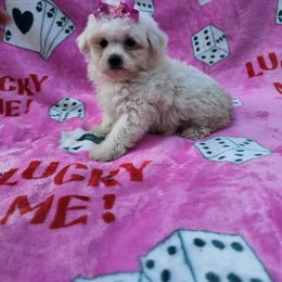 Coral - Cream female Maltipoo puppy in Lancaster, Kentucky from Dream Paws Puppies, LLC
