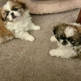 Pekingese Puppies from Della Serra Pekingese