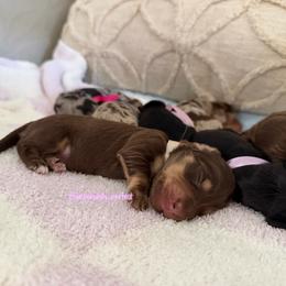 Cherié- 5000 - Chocolate and cream female Dachshund puppy in Summerfield, Florida from Dachshundly Perfect