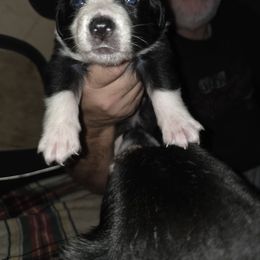 Boy 2 - Black & white male Australian Shepherd puppy in Fairmont, West Virginia from Country Roads Australian Shepherds