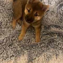 Yumi - Sesame female Shiba Inu puppy in Tamarac, Florida from The Queen of Shibas