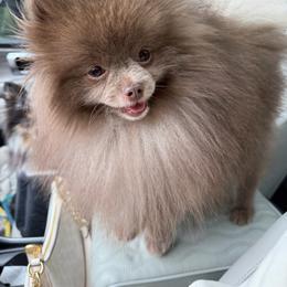 Finn - Pomeranian