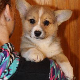 Mahindra - Red female Pembroke Welsh Corgi puppy in Greentop, Missouri from Sevits Corgis & Golden Retrievers