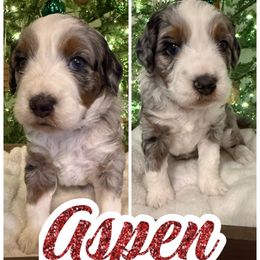 Aspen - female Australian Mountain Doodle puppy in Chattanooga, Tennessee from Scenic City Doodles